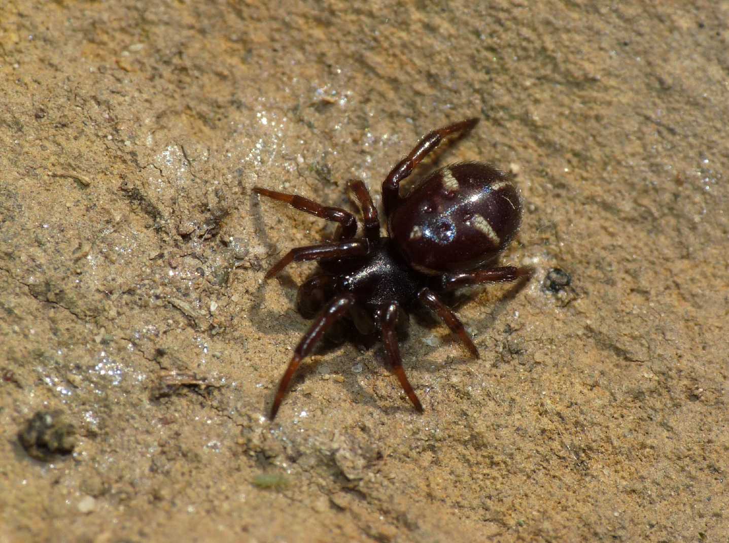 Asagena phalerata.